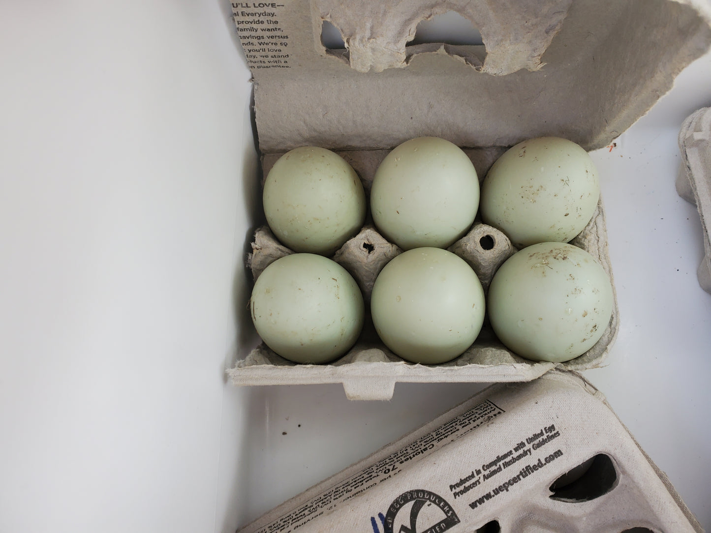 Duck / Goose eggs