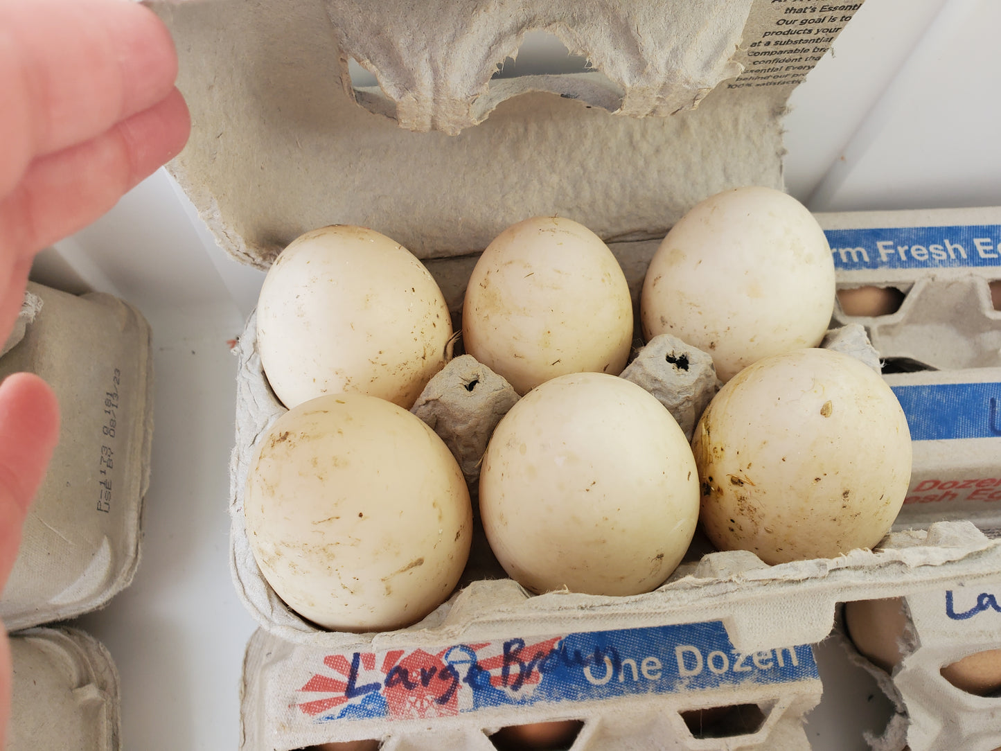 Duck / Goose eggs